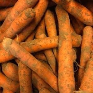 Carottes bio