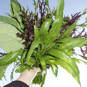 🐸 Feuille à cuire (moutarde, mizuna, namenia et mibuna)