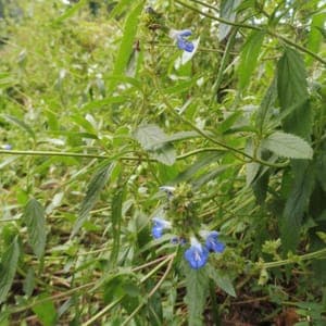 Plant Sauge des Marais