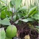 Plant chou cabus rouge