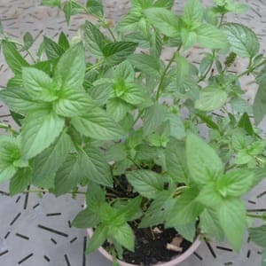 Plant Menthe Glaciale