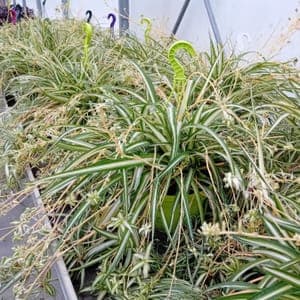 Chlorophytum