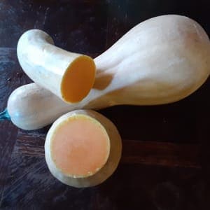 Courge Longue de Nice