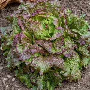 Salade batavia rouge