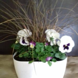 Jardinière 20 cm : 4 plantes