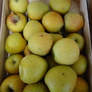 POMME BIO GOLDRUSH