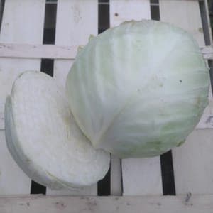 Demi chou cabus blanc