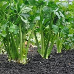 Plant de Céleri branche 'd'Elne'