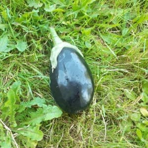 AUBERGINE