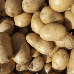 pomme de terre bintje (chair fondante)