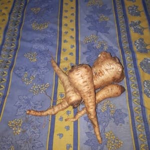 Panais (OUVRIR L'ARTICLE POUR AVOIR ACCES A LA FICHE RECETTE)