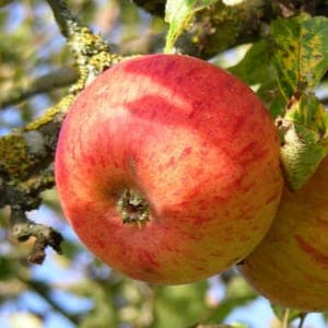 Pommier "Reine des Reinettes" / Scion sur franc