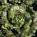 Batavia Carmen (les 15 en mini-motte) - Barquette de 15 mini-mottes