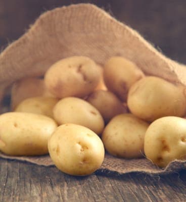 Pomme de terre Spunta, gros calibres idéal frites