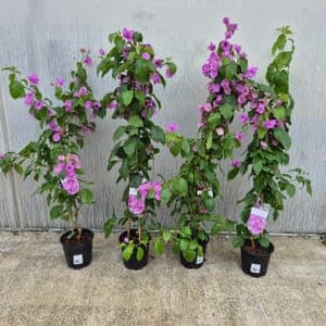 Bougainvillier de Mèze