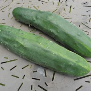 Concombre 