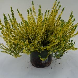 Calluna teintée jaune pot 14 cm