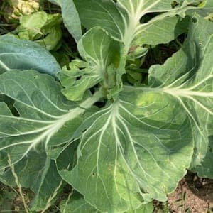 Botte feuilles de choux bio