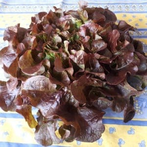 Feuille de chêne brune