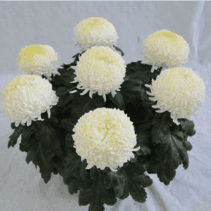4/5 Têtes 19 cm blanc