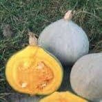 Courge Potimarron blue ballet