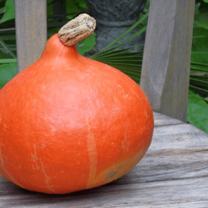 potimarron BIO
