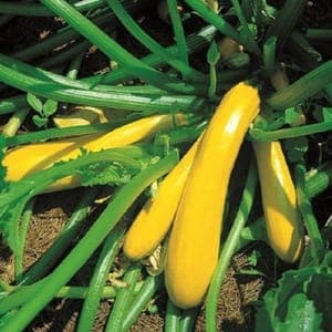 Plant de Courgette Jaune 'Variété population' (étiquette jaune)