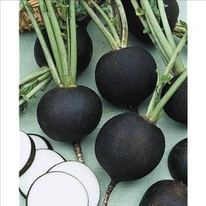 Radis d'hiver Noir