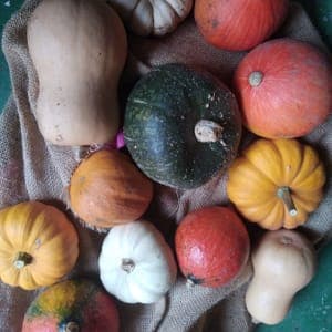 10 Courges mini