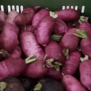 Radis d'hiver (ou radis rave)