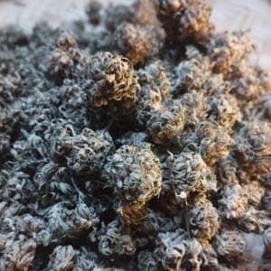 FROZEN BUDHA CBG
