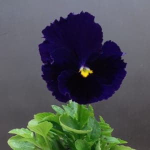 Pensée violette