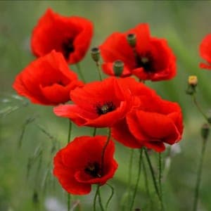 Plant de Coquelicot - annuelle (étiquette rouge)