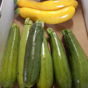 Courgettes PROMO