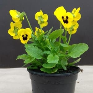 Viola jaune
