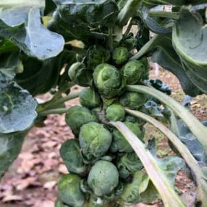 Plant de Chou de Bruxelles 'Groninger'