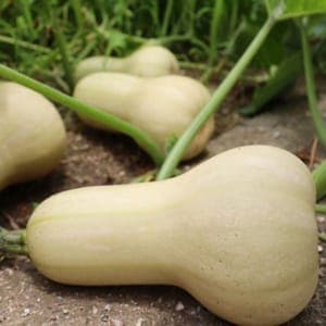 Plant de Courge 'Butternut' (étiquette jaune rayée)