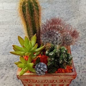 Composition cactées