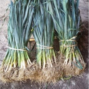 Plant de Poireaux d'automne 'Hannibal'