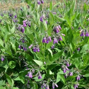 Plant de Consoude officinale 'Symphytum officinalis' - vivace