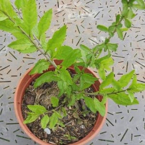 Plant Gogi