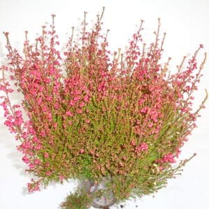 Bruyère erica gracilis