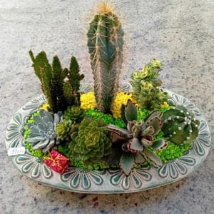 Composition cactées