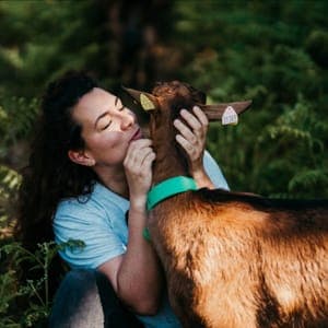 Histoire de chèvres 