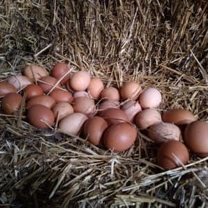 Oeufs Fermier