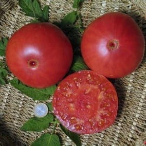 Plant de Tomate 'Grégory Altai' (godet blanc/beige/gris)