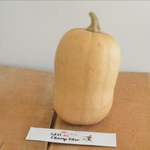 butternut