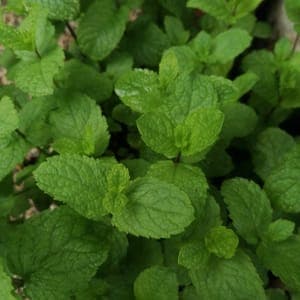 Menthe fraîche bio