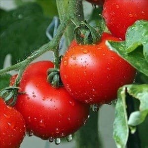Plants de tomates