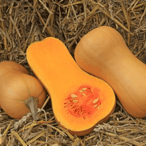 Butternut